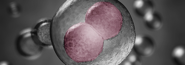 Blastocyst transfer