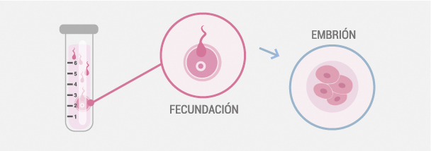 EMBRYO CULTURE AND FERTILISATION