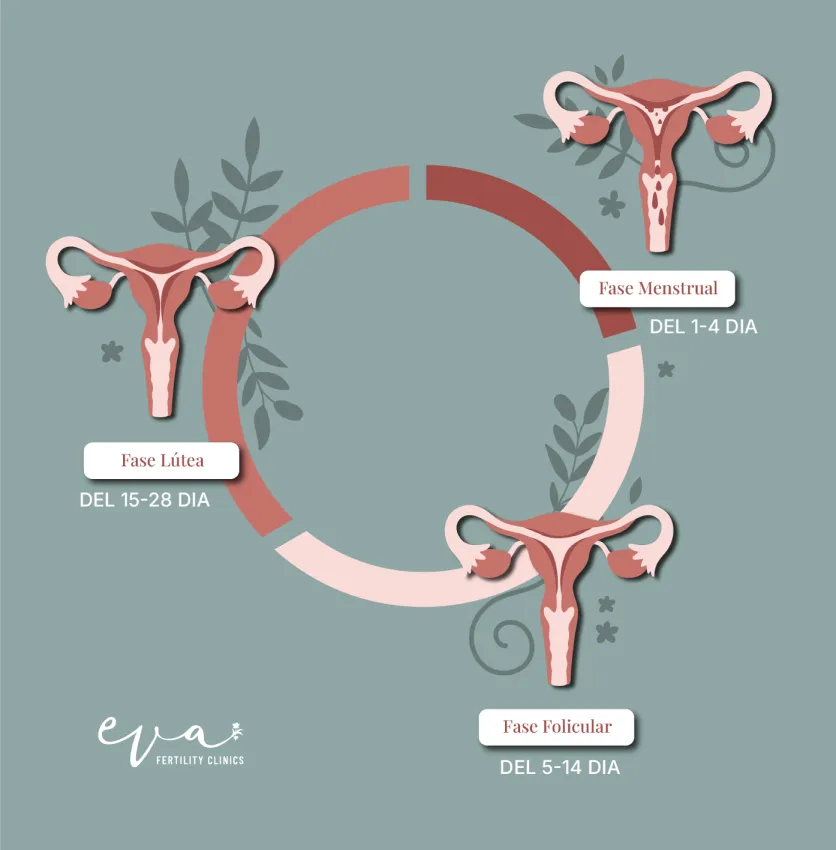 Fases endometrio