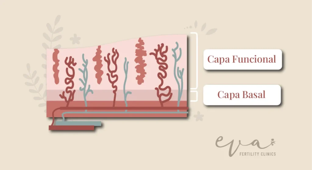 Imagen ilustrada con las partes del endometrio